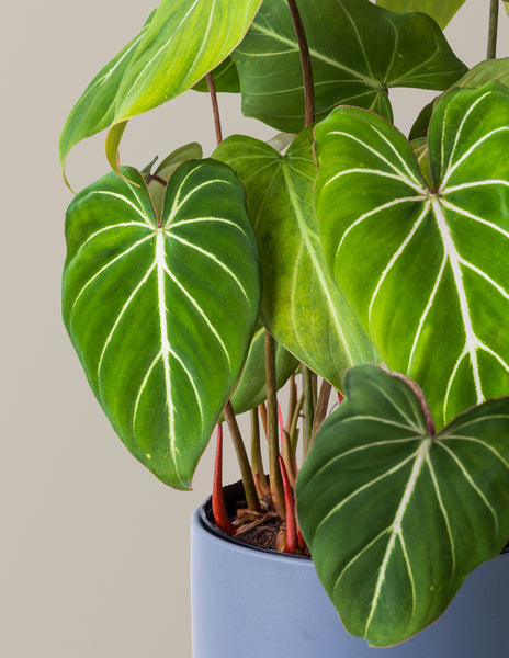 その他観葉植物 Philodendron gloriosum 'Radiante' Gloriosum10_1600x.jpg?v=1630226646