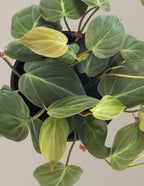 Philodendron Micans