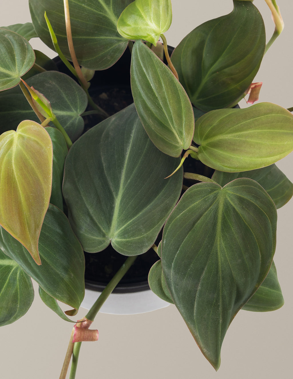 Philodendron Micans
