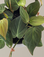 Philodendron Micans