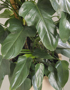 Philodendron Panduriforme