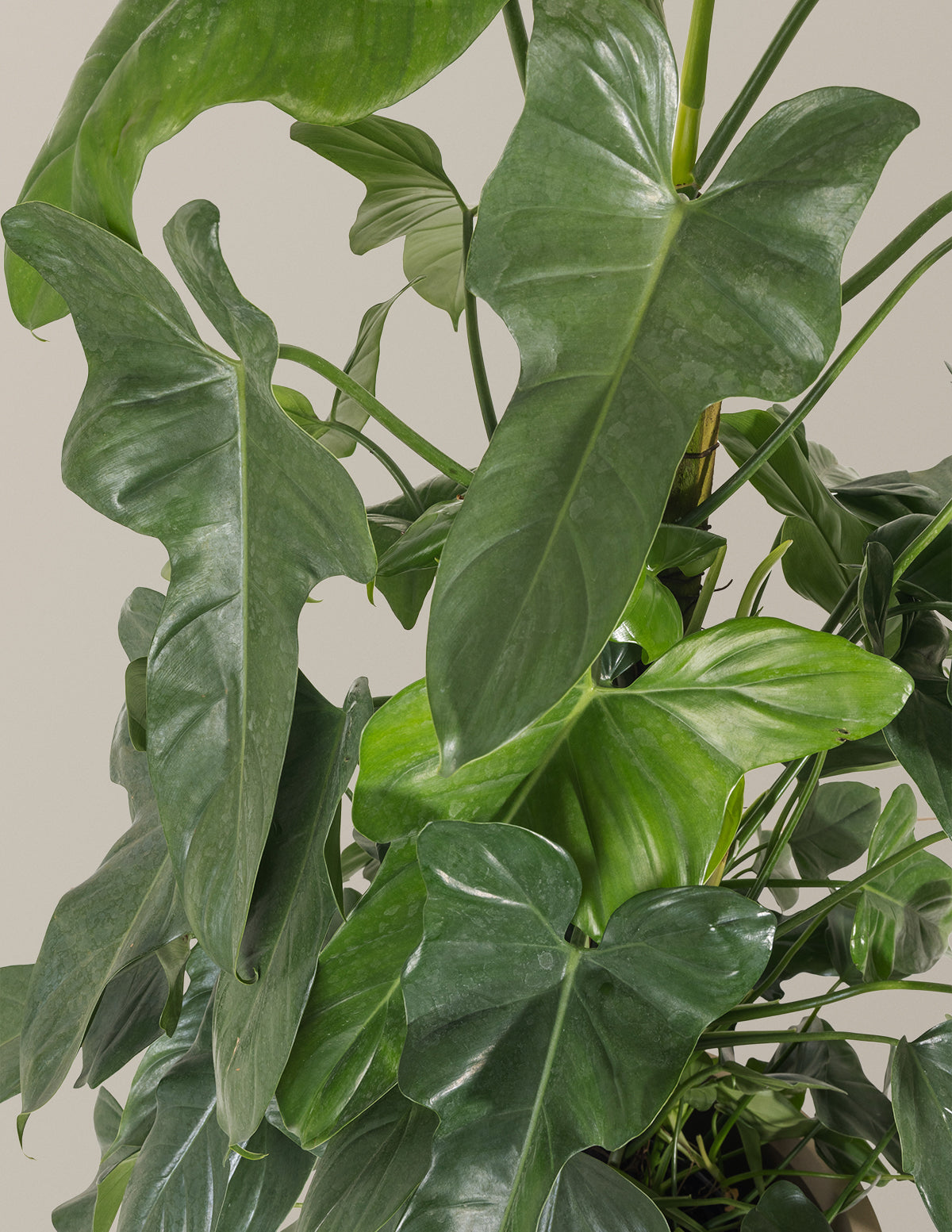 Philodendron Panduriforme