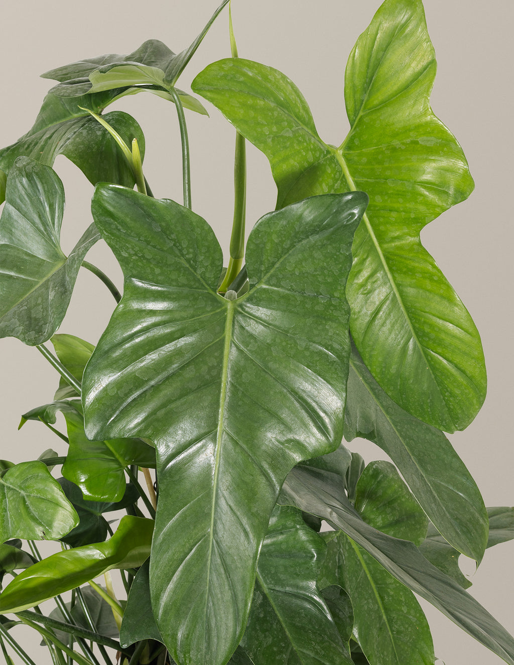 Philodendron Panduriforme