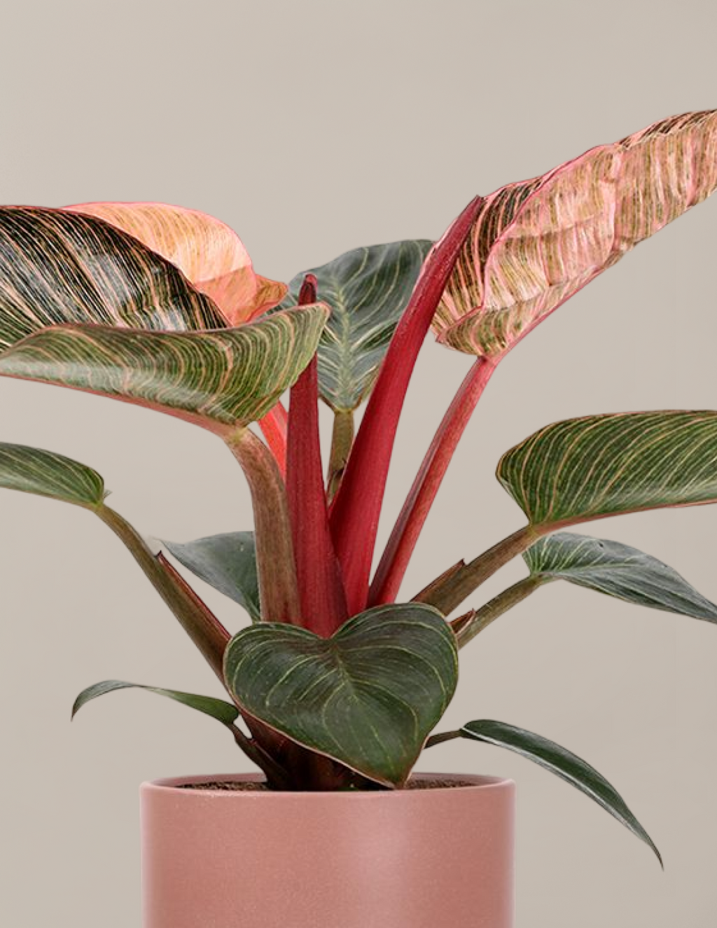 Philodendron Pink Bikini