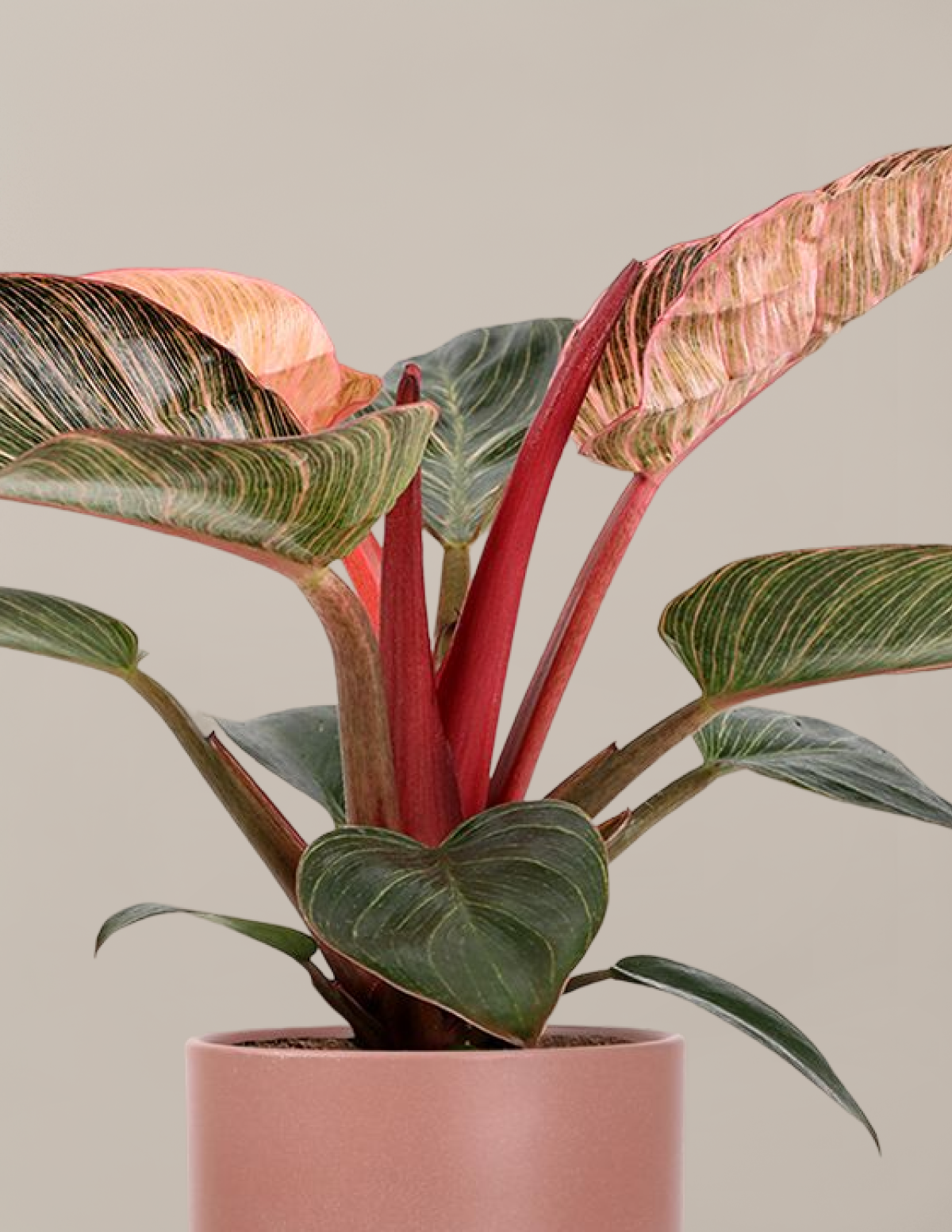 Philodendron Pink Bikini