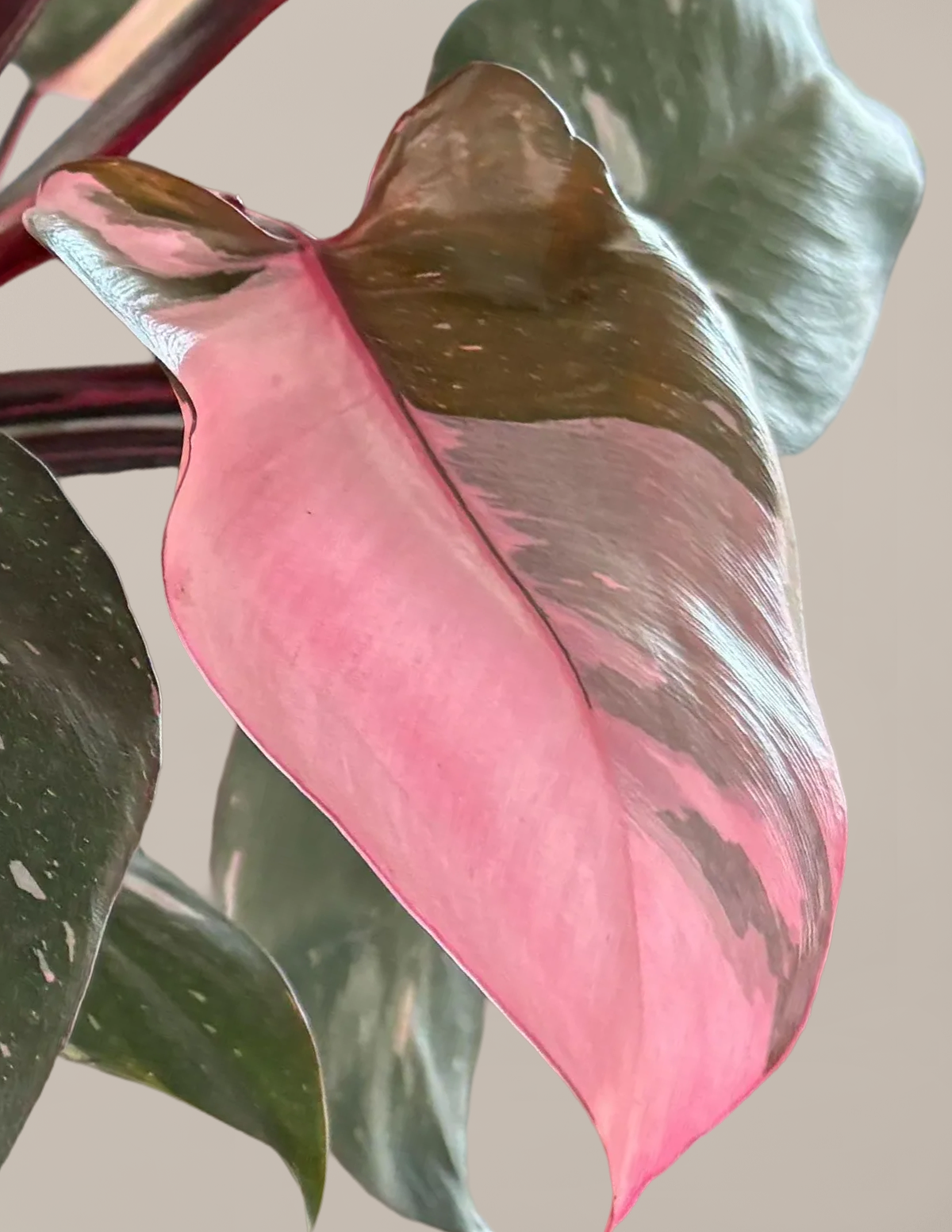Philodendron Pink Princess