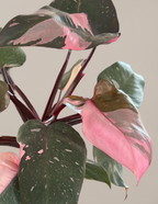 Philodendron Pink Princess