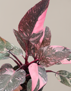 Philodendron Pink Princess