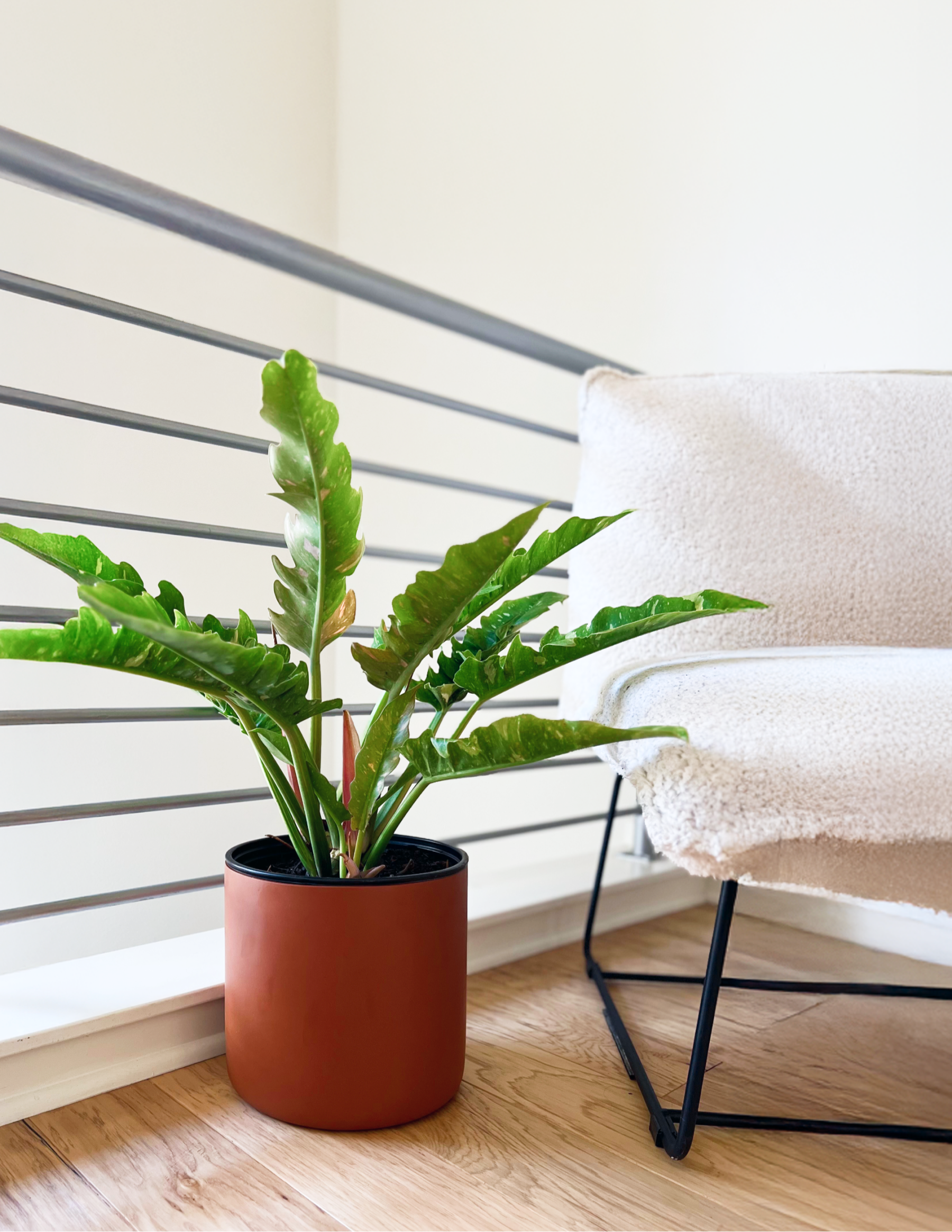philodendron fire bird Philodendron Ring of Fire Houseplant with Planter - Small (7" to 12" tall) White Planter