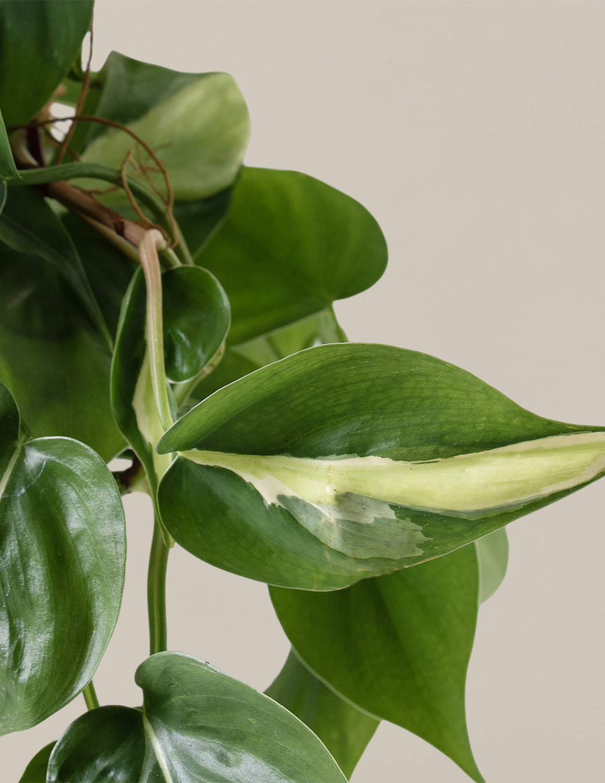 Philodendron Rio Hanging Basket