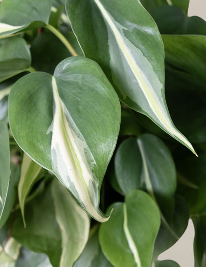 Philodendron Rio Hanging Basket