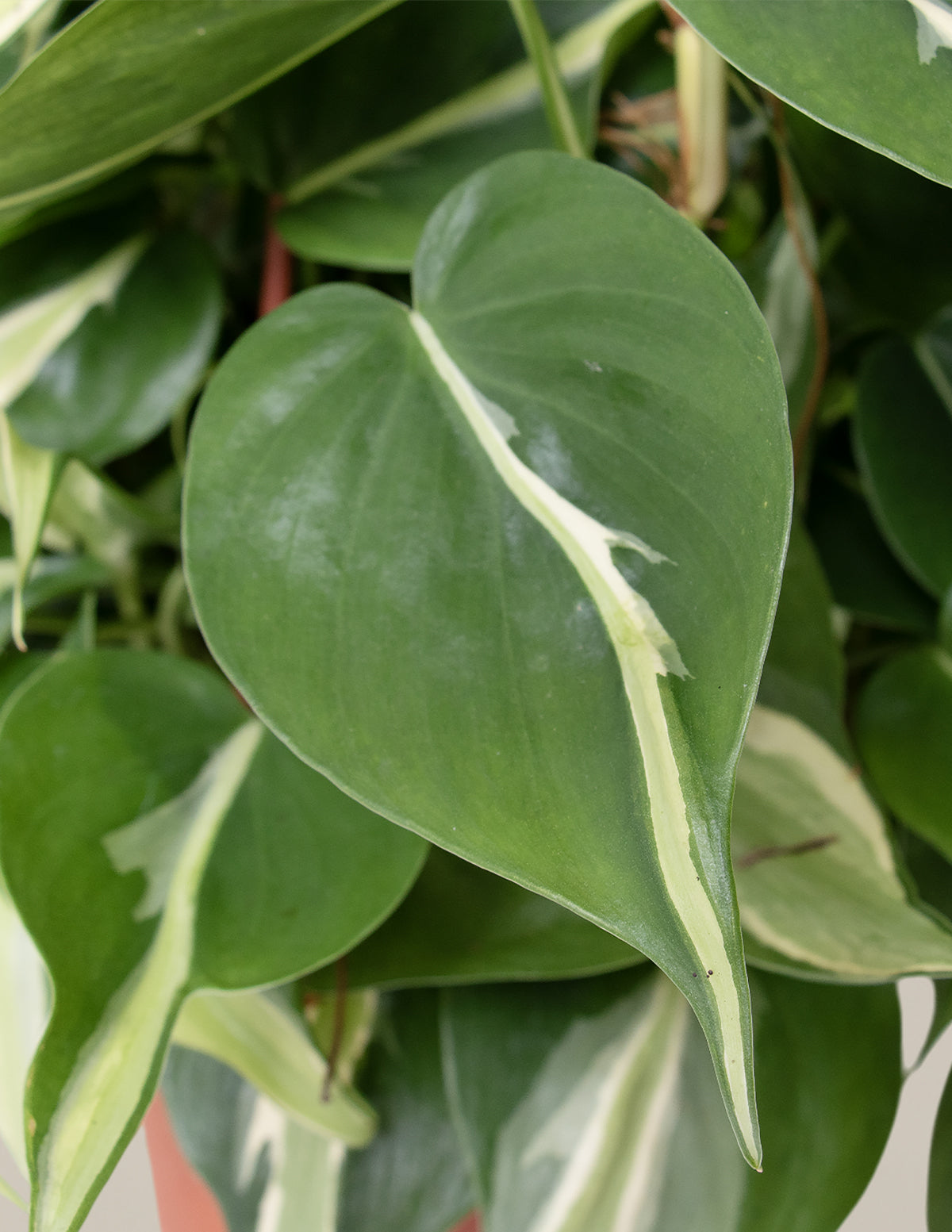 Philodendron Rio Hanging Basket