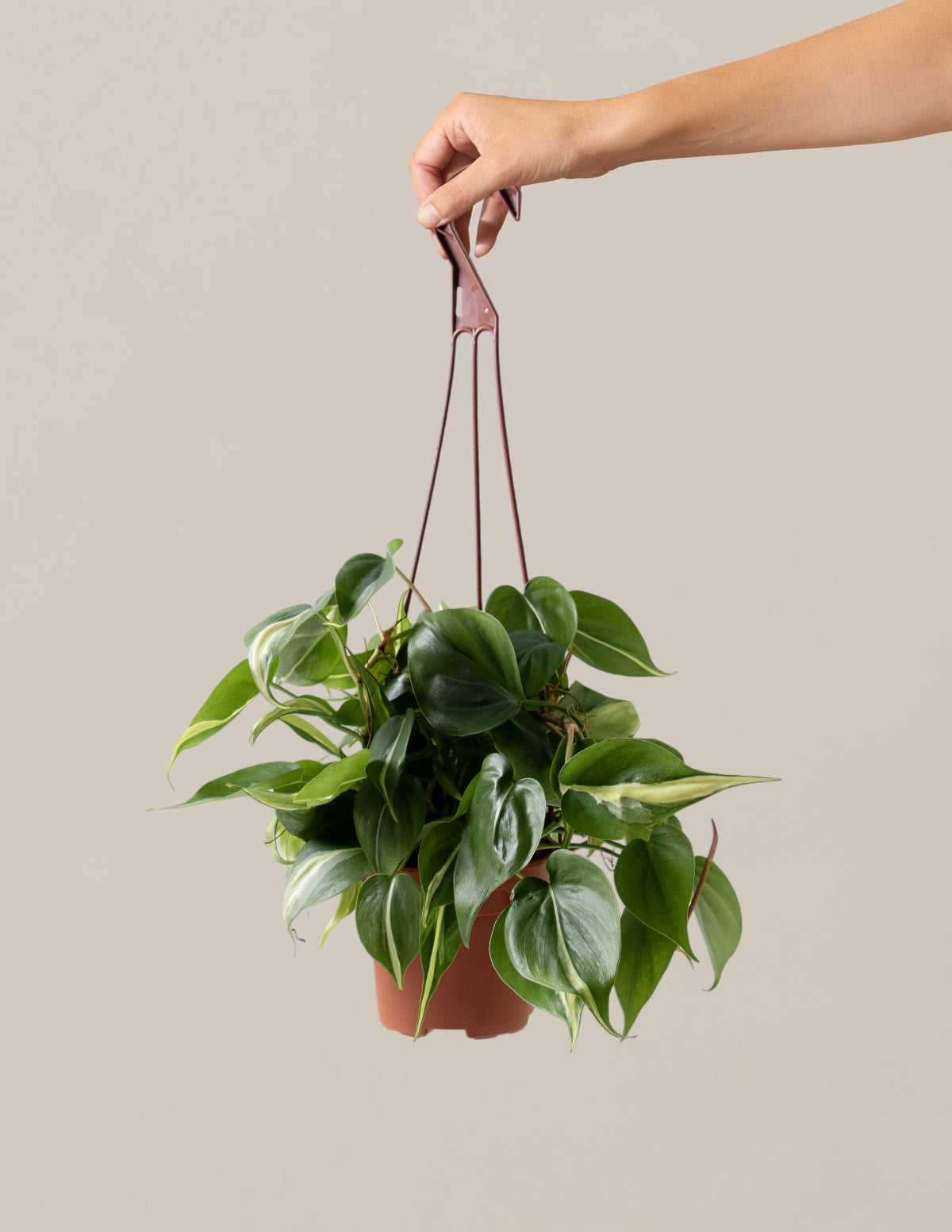 Philodendron Rio Hanging Basket