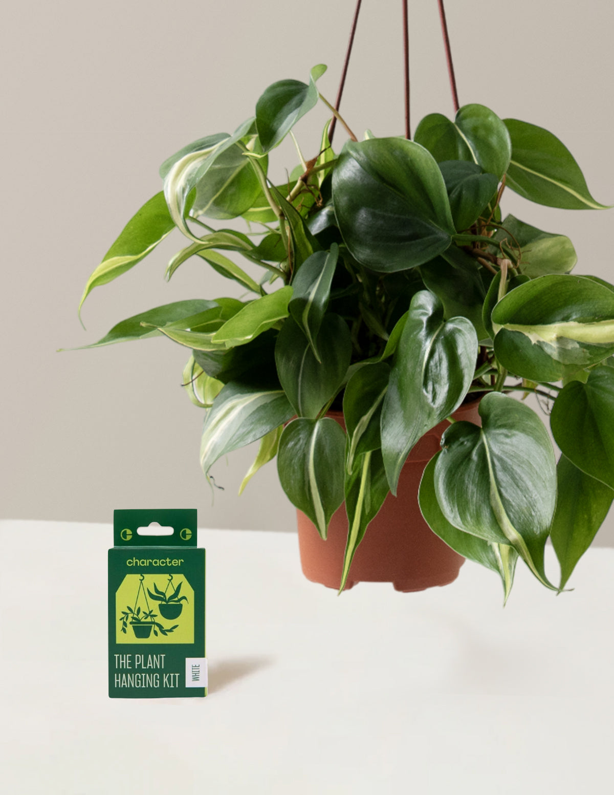 Philodendron Rio Hanging Basket