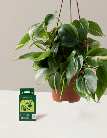 Philodendron Rio Hanging Basket