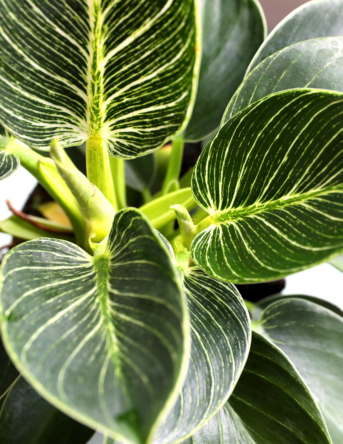 philodendron green birkin Philodendron Birkin
