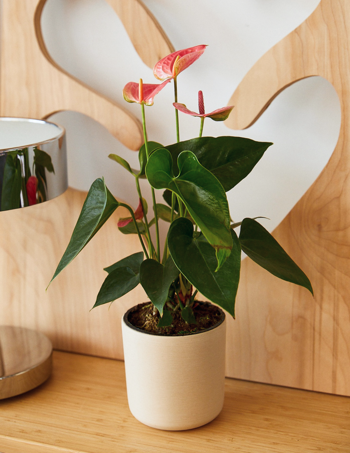 image of anthurium Pink Anthurium | World's Longest Blooming Houseplant