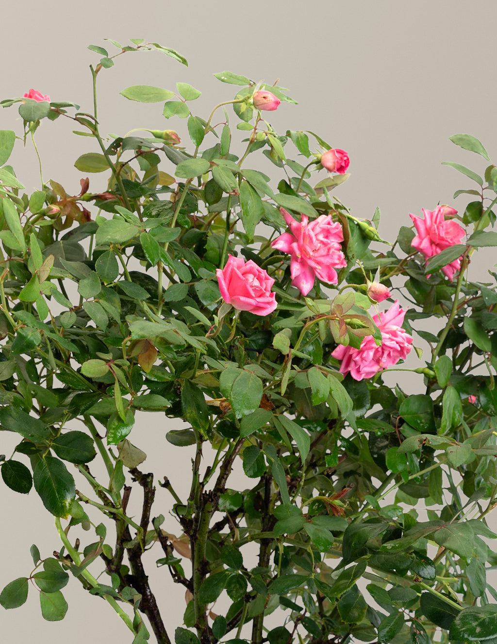 Pink Double Knock Out® Rose