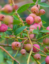 Pink Lemonade Blueberry