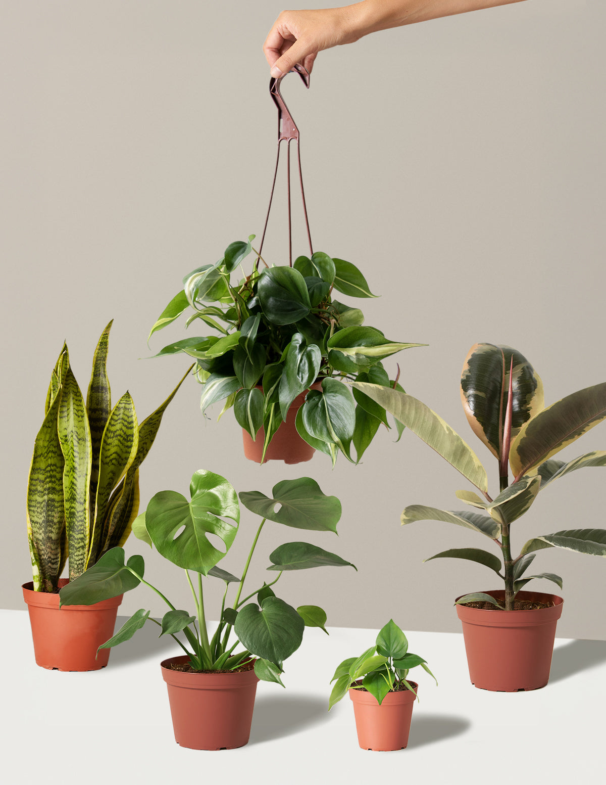 Plant Parent Set with Hyde Planters - The Sill