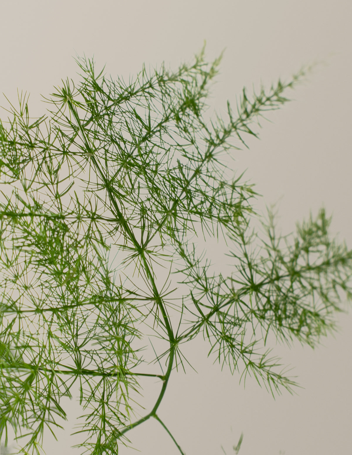 Asparagus Fern
