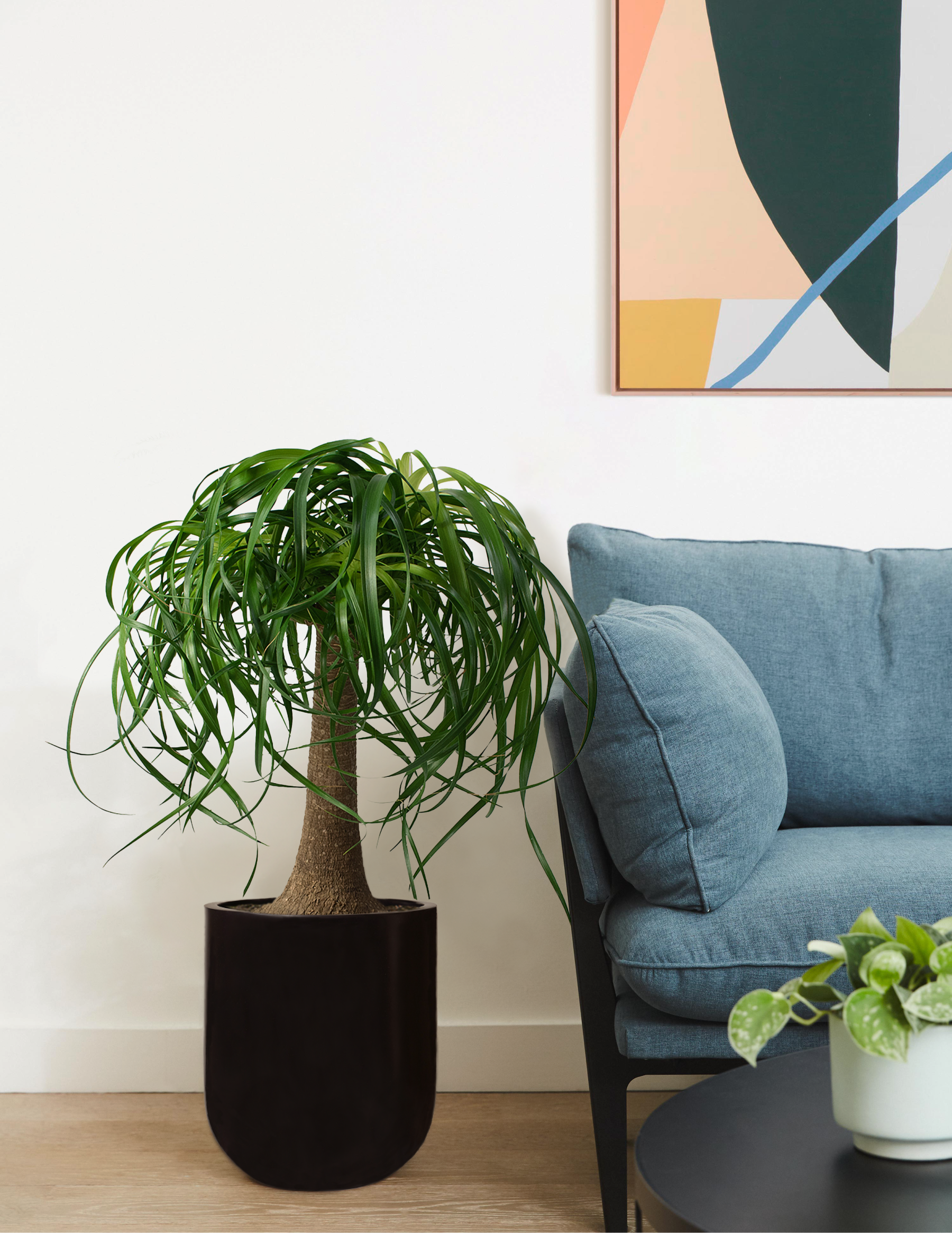 large ponytail palm price Ponytail Palm Houseplant with Planter - Large (20"-28" tall) Granite Planter