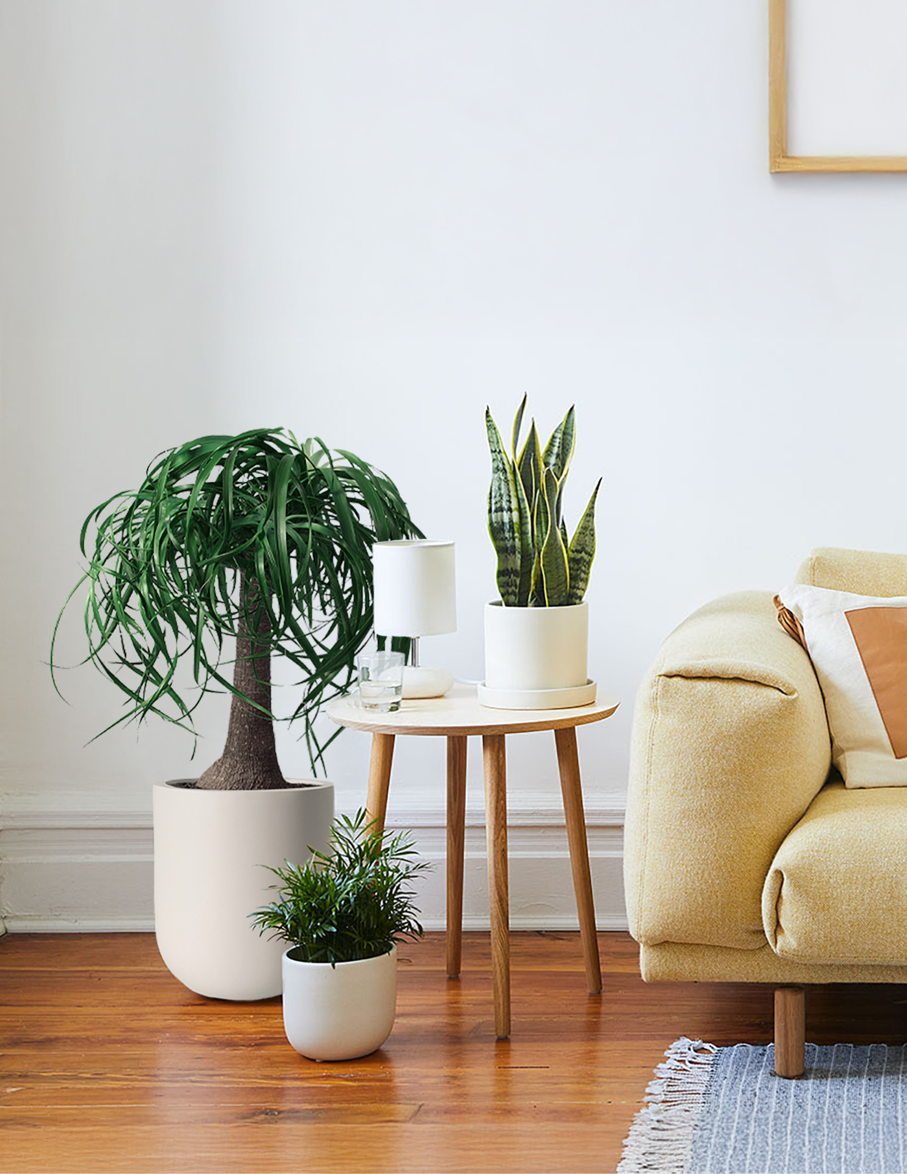 ponytail palm plant stand Ponytail Palm Houseplant with Planter - Large (20"-28" tall) Granite Planter