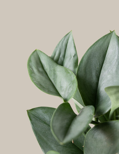 Pothos Sterling Silver