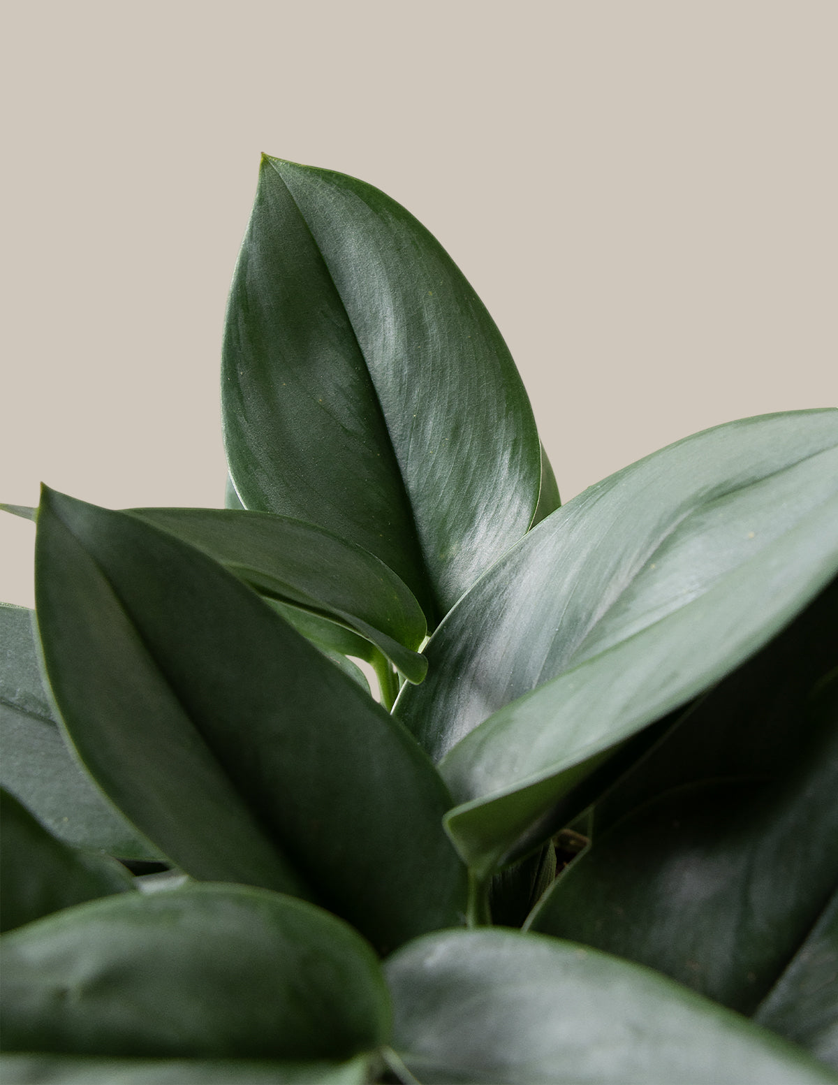 Pothos Sterling Silver