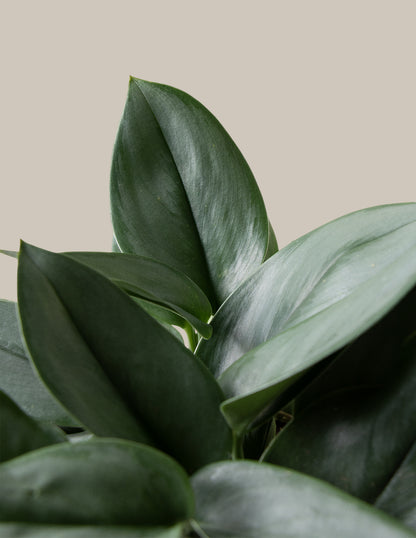 Pothos Sterling Silver