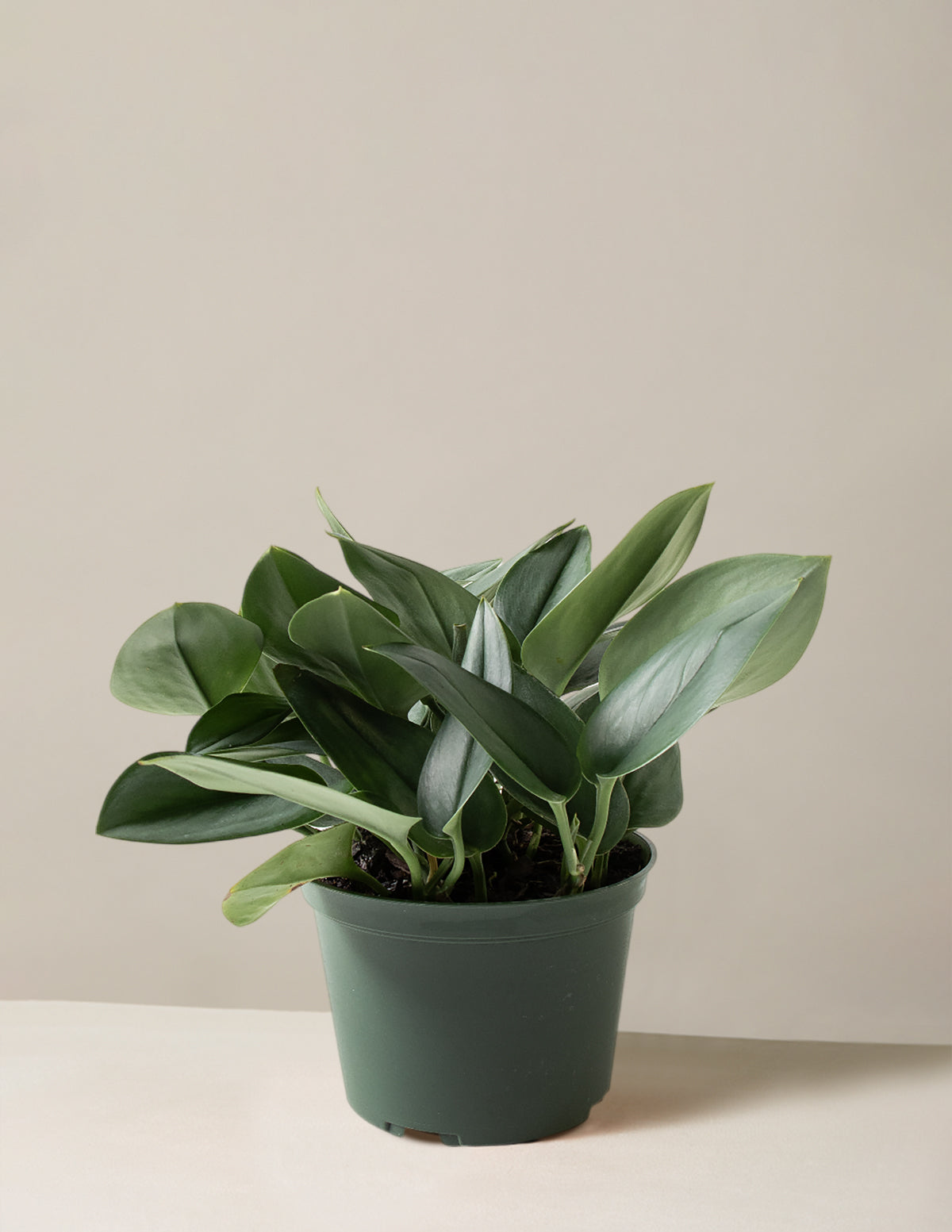 Pothos Sterling Silver