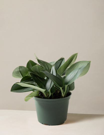 Pothos Sterling Silver