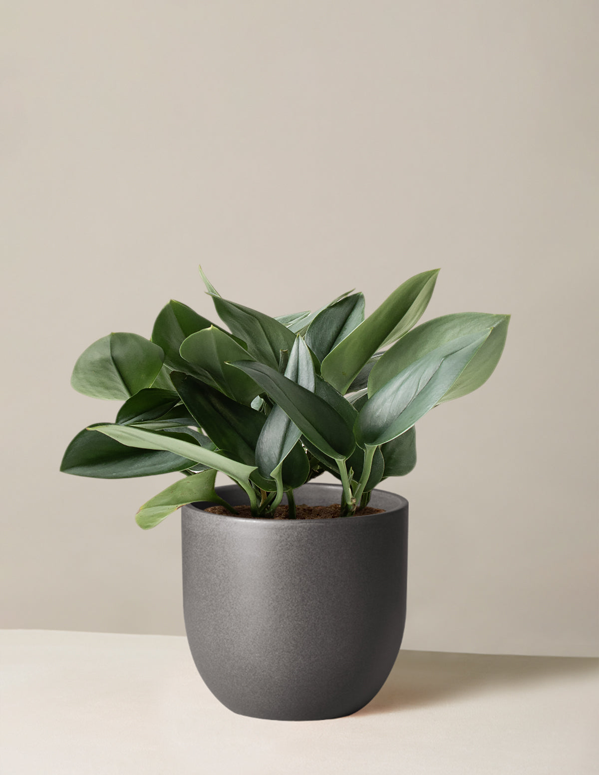 bundle | Medium | Grant | Black