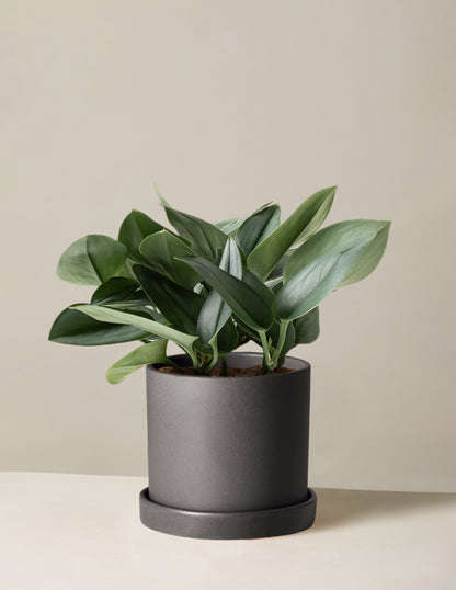 Pothos Sterling Silver