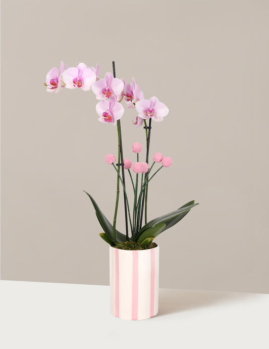 Orchid and Planter Gift Set