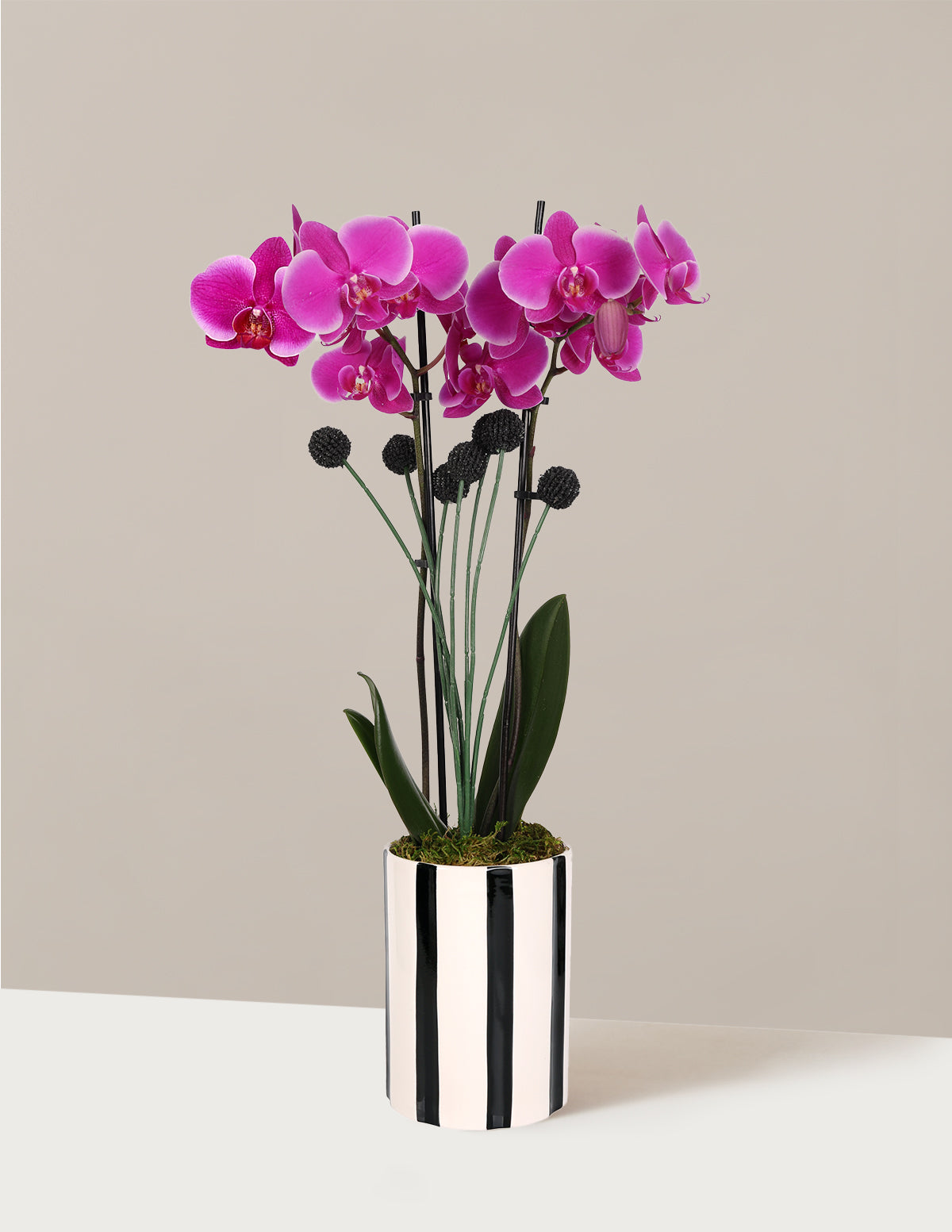 Orchid and Planter Gift Set