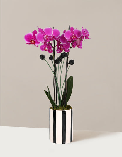 Orchid and Planter Gift Set