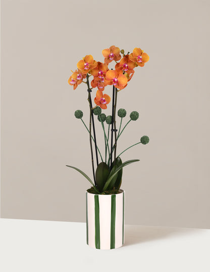 Orchid and Planter Gift Set
