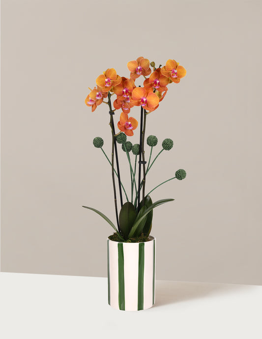 Orchid and Planter Gift Set