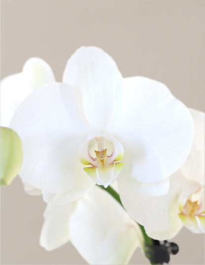 Orchid and Planter Gift Set