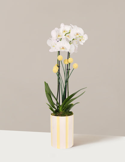 Orchid and Planter Gift Set