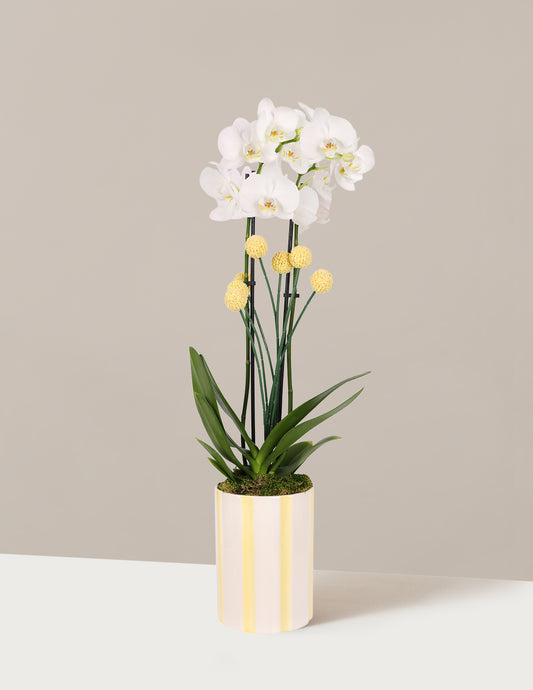 bundle | Small | Becca | Yellow Stripe