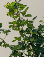 Prime-Ark® 45 Blackberry