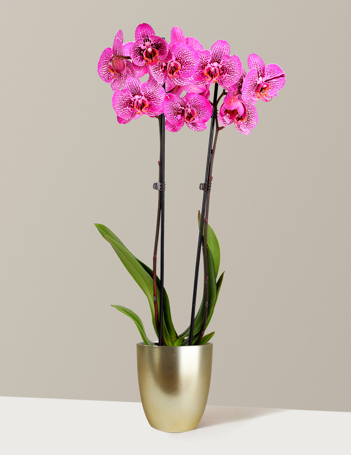 Kaleidoscope Orchid | Unique Orchids for Delivery | The Sill