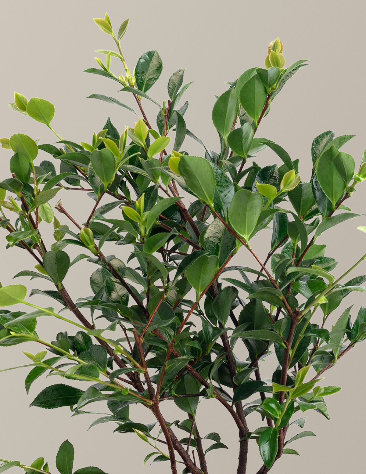 Purple Haze Camellia