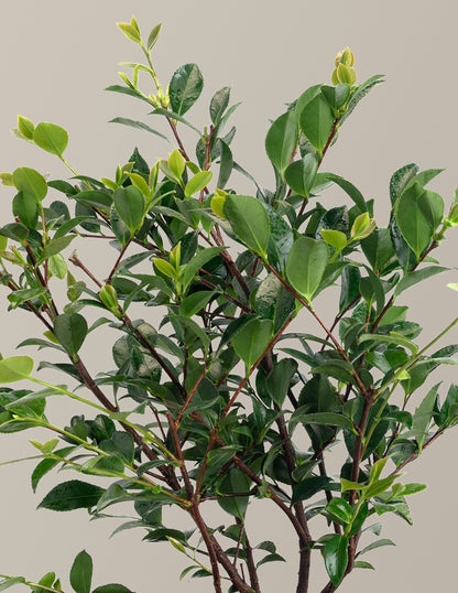 Purple Haze Camellia