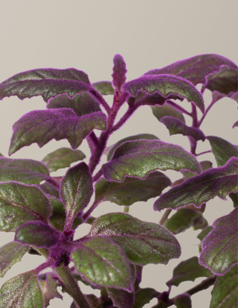 How To Care for a Purple Passion Plant | The Sill