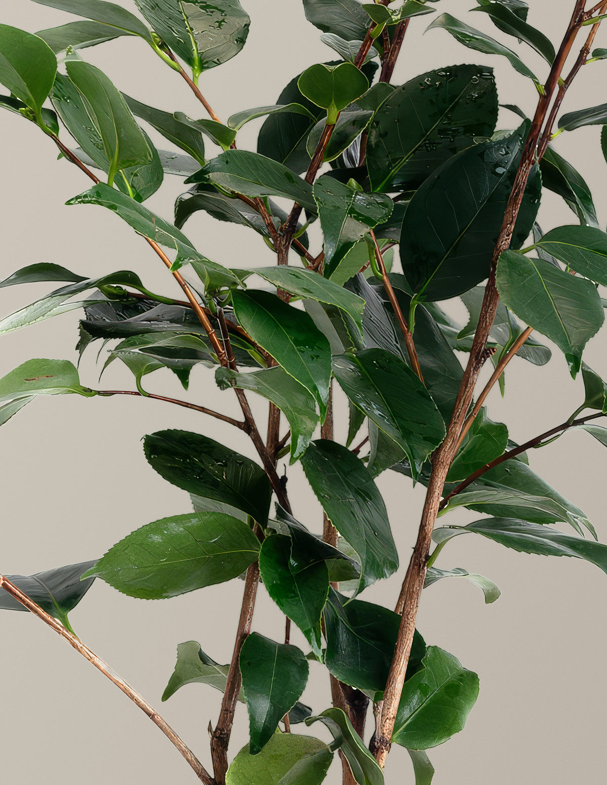R.L. Wheeler Camellia