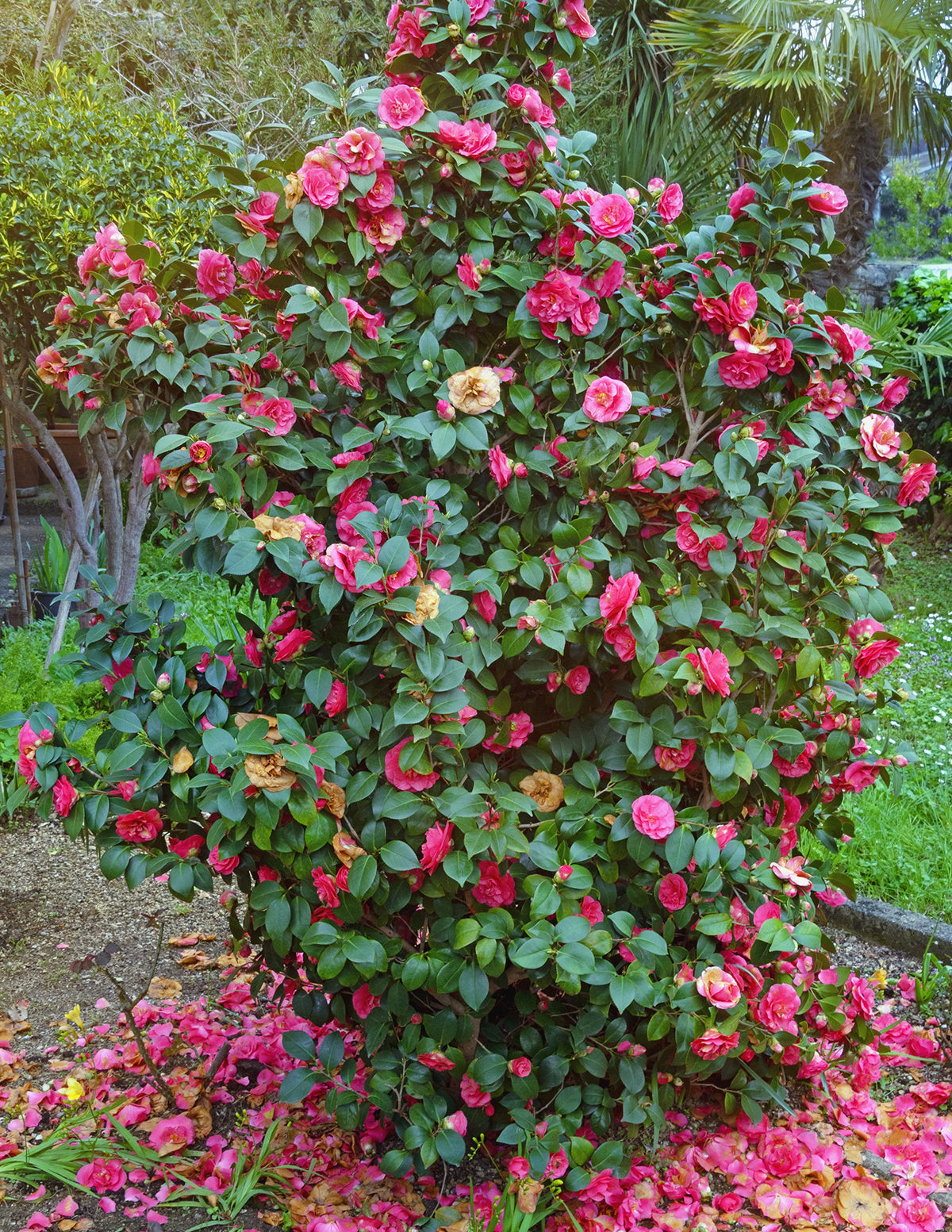 R.L. Wheeler Camellia