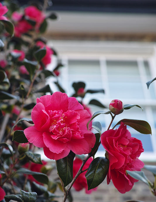R.L. Wheeler Camellia